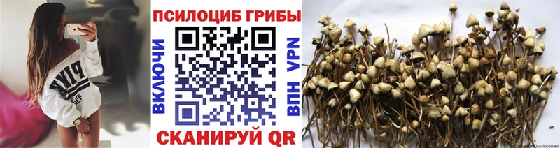 Псилоцибиновые грибы Psilocybine cubensis  Челябинск 